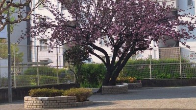 足立区竹の塚 봄이 오는 소리