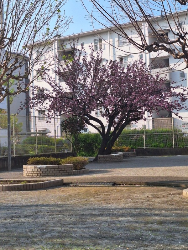 20250412_071316.jpg